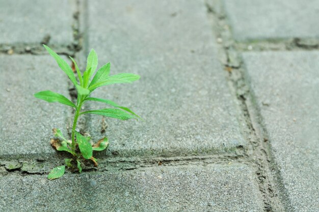 Plante poussant à travers la chaussée