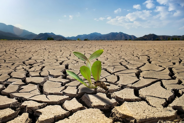 Une plante pousse dans un sol fissuré, fissuré, fissuré, fissuré, fissuré.