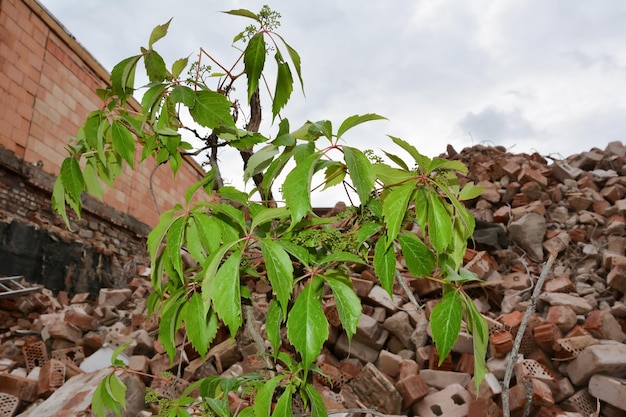 La plante pousse sur le site d'une maison détruite par un tremblement de terre Un tas de briques Environnement