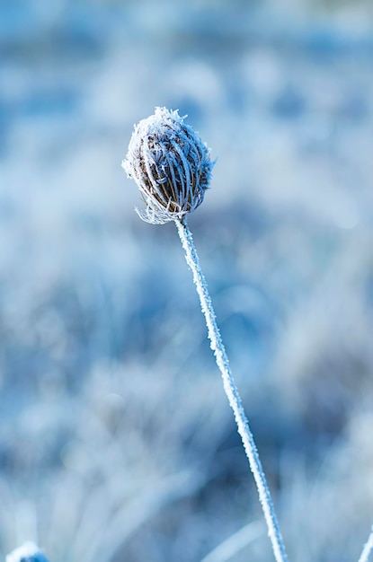 Plante de prairie gelée