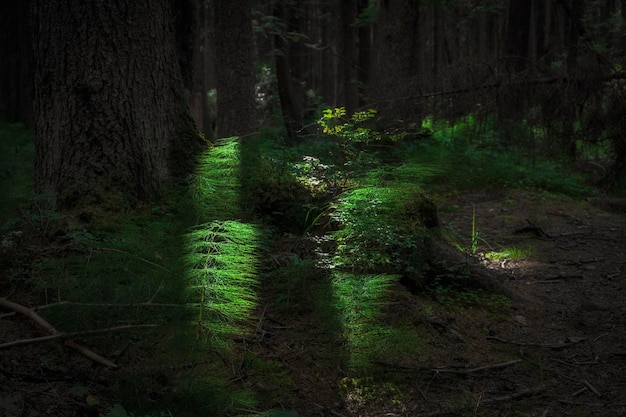 Plante de prêle dans la forêt verte au coucher du soleil Paysage d'été de la forêt