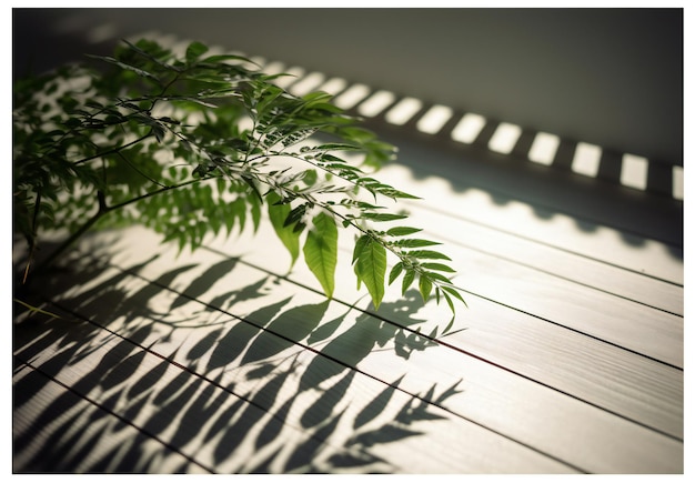 Une plante projette une ombre sur une terrasse en bois.