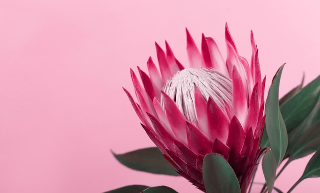 Plante de Protea rose en fleurs sur fond pastel. Cadeau Saint Valentin