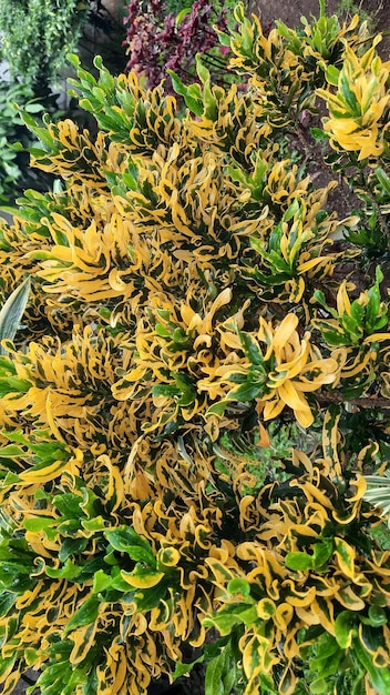 Plante purifiante bouclée à feuilles jaunes qui a l'air si fraîche après la pluie