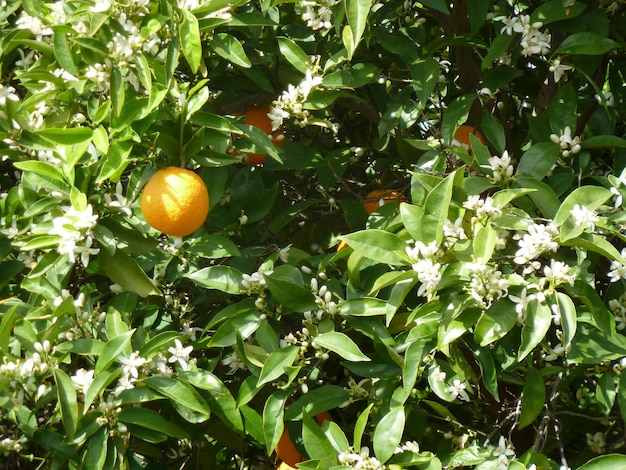 Photo plante qui pousse sur un arbre