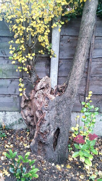 Photo une plante qui pousse sur un arbre