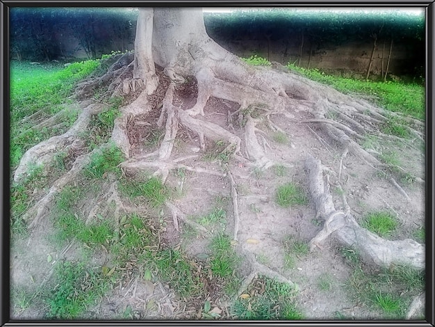 Photo une plante qui pousse en arrière-plan