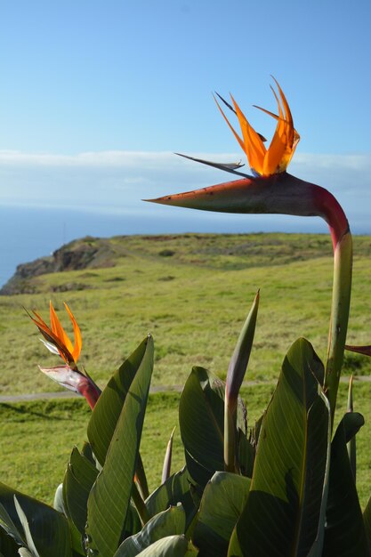 Photo une plante qui pousse sur un champ au bord de la mer contre le ciel