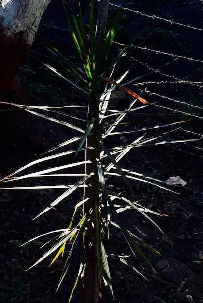 Photo une plante qui pousse contre la clôture dans un parc