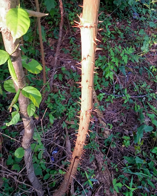 Photo une plante qui pousse dans un parc