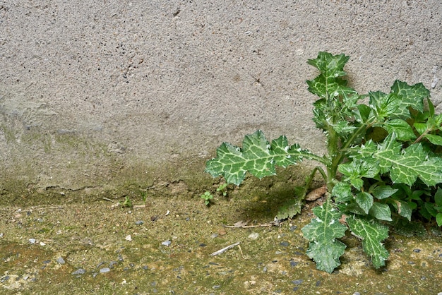 Une plante qui pousse dans la terre