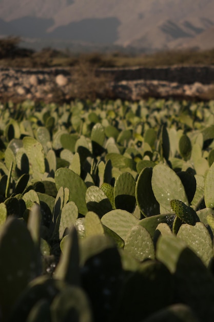 Photo plante qui pousse sur plante