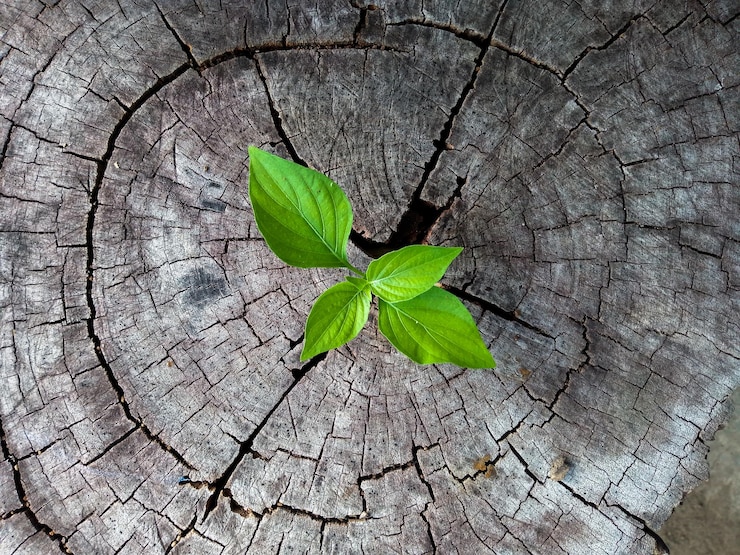 Photo plante qui pousse sur la souche d'un arbre