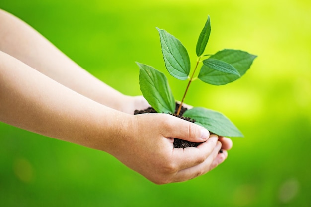 Plante qui pousse verte dans les mains de l'homme sur un beau fond naturel