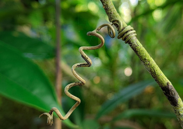 Une plante qui se tord et qui s'enroule