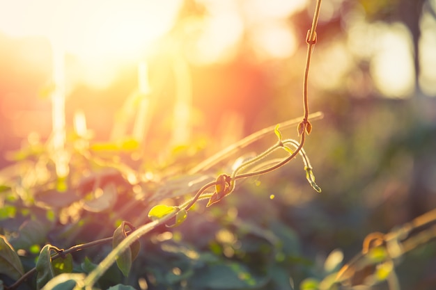 Plante rampante de vigne avec la lumière du soleil faible profondeur de champ