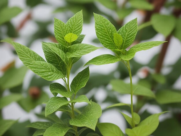 Plante réaliste avec fond blanc IA générative