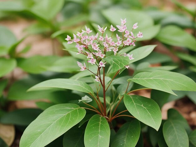 Photo plante réaliste avec un fond blanc