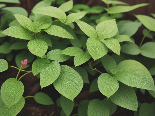 Plante réaliste avec un fond blanc