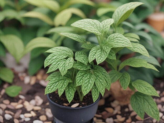 Plante réaliste avec un fond blanc