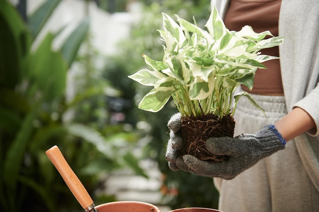 Plante de rempotage de jardinier femelle