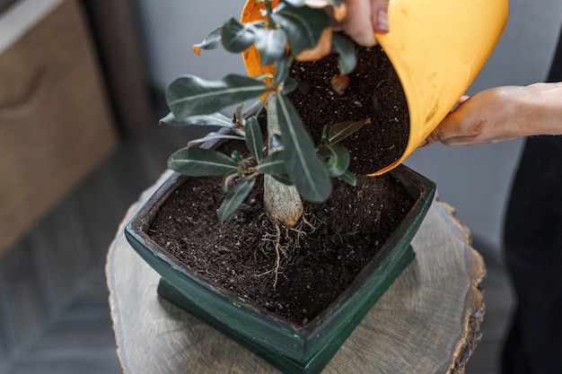 Photo plante de rempotage de mains dans un pot de fleur vert