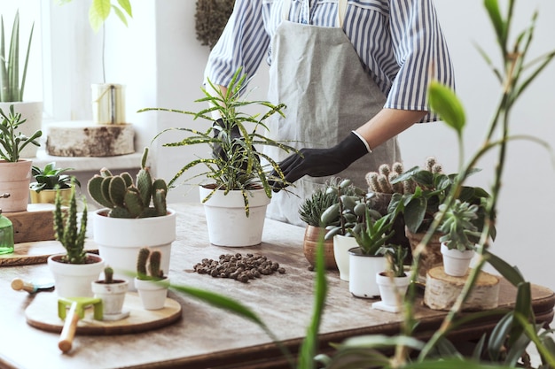 Plante de repiquage jardinier Femele dans des pots classiques sur la table en bois. Concept de jardin potager. Le printemps