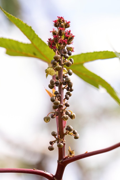 Photo plante de ricin vert de l'espèce ricinus communis