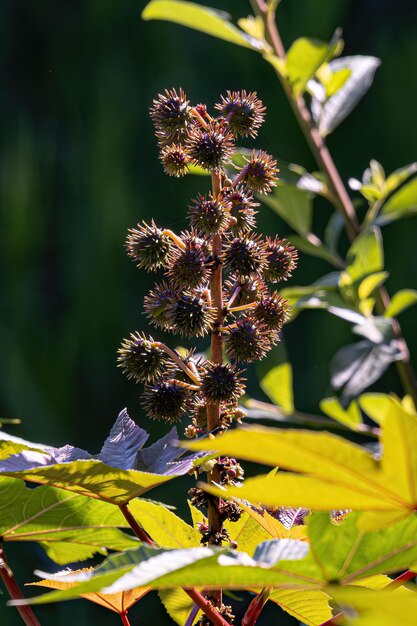 Photo plante de ricin vert