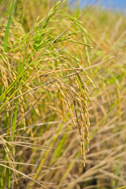 plante de riz, fond de nature verte, aliments biologiques