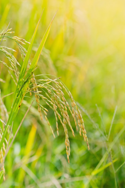 plante de riz, fond de nature verte, aliments biologiques