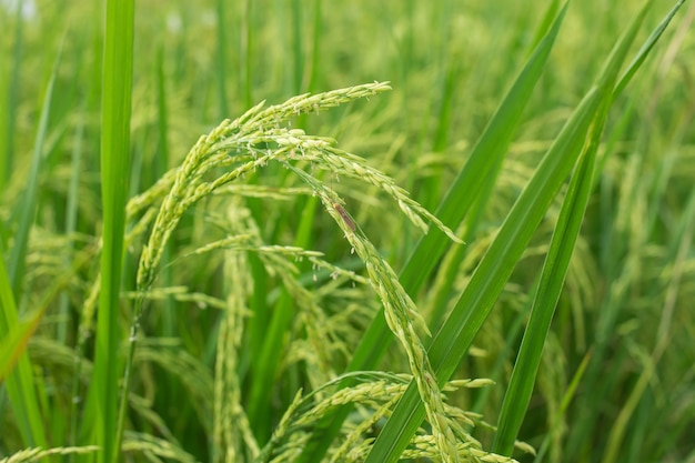 La plante de riz produit des grains dans une rizière verte, avec des parasites accrochés aux feuilles.