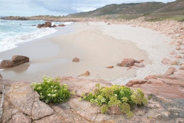 Plante et rocher sur Forcados Point Beach Costa de la Muerte, Galice, Espagne