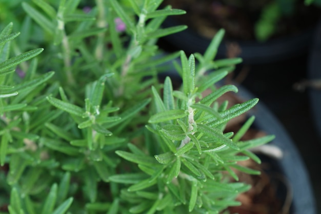 Plante de romarin dans le jardin