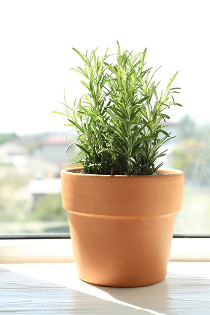 La plante de romarin qui pousse dans un pot sur le rebord de la fenêtre Herbe aromatique
