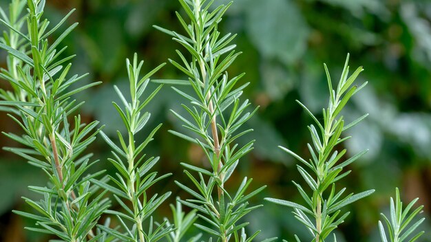 Une plante de romarin vert dans un potager