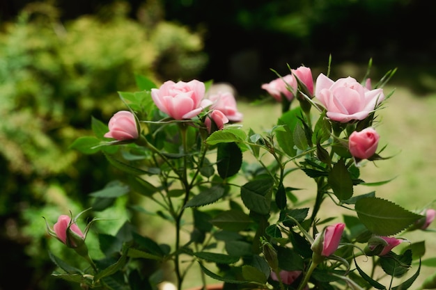 Plante de roses roses à fleurs Jardin d'été