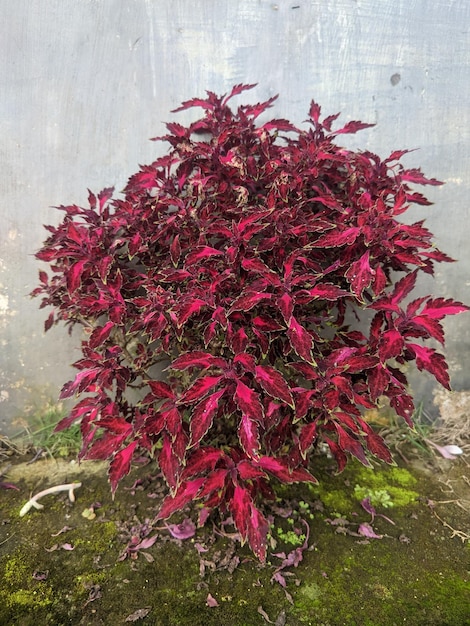 Une plante rouge avec des feuilles vertes et le mot " pruning " en bas.