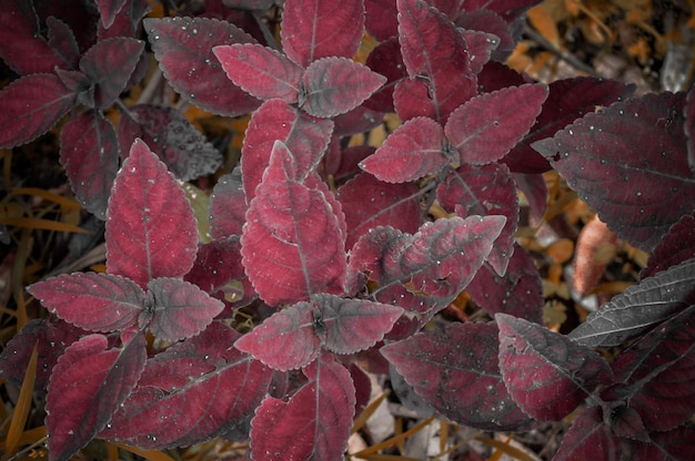 une plante rouge avec de la glace dessus et de la neige dessus