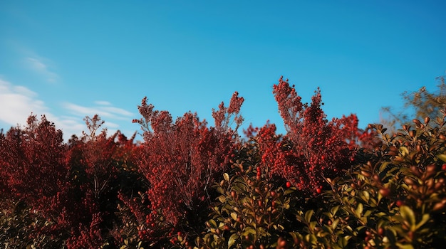 Une plante rouge avec le mot " sur le côté