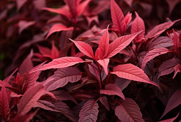 Photo une plante rouge avec de nombreux feuilles de couleurs au printemps dans le style du bronze foncé et