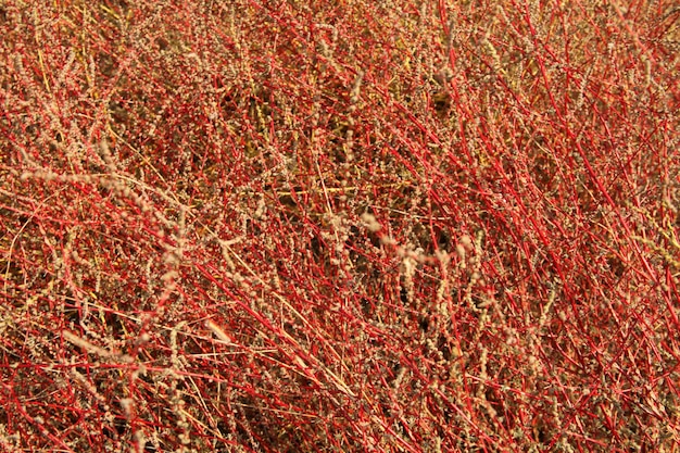 Plante rouge sauvage dans la nature