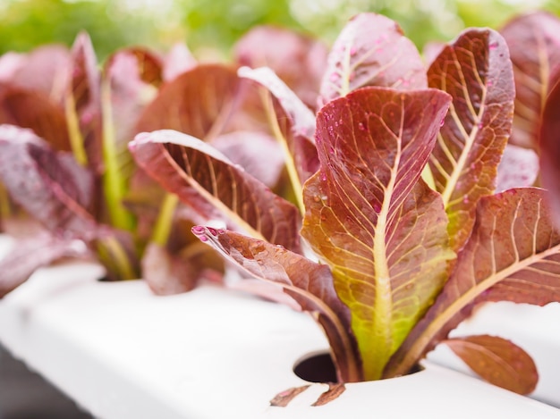 Plante de salade de laitue à feuilles rouges biologiques fraîches dans le système agricole de légumes hydroponiques