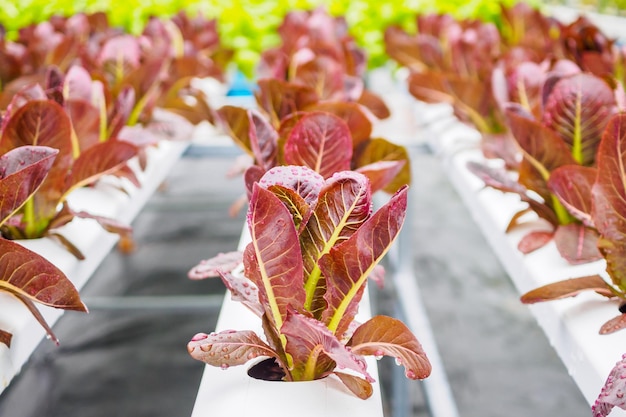 Plante de salade de laitue à feuilles rouges biologiques fraîches dans un système de ferme de légumes hydroponique