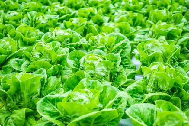 Plante de salade de laitue de feuilles vertes biologiques fraîches dans le système agricole de légumes hydroponiques