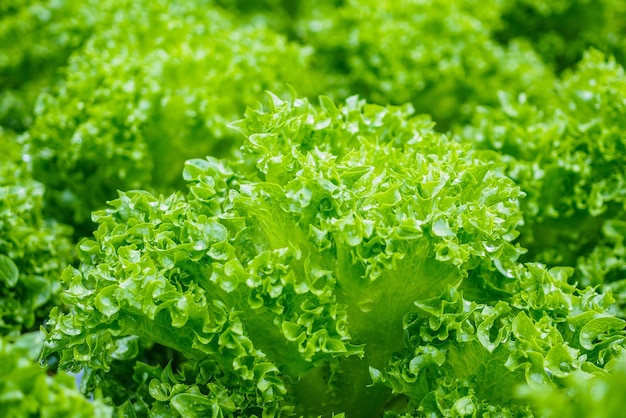 Plante de salade de laitue à feuilles vertes biologiques fraîches dans un système de ferme de légumes hydroponiques