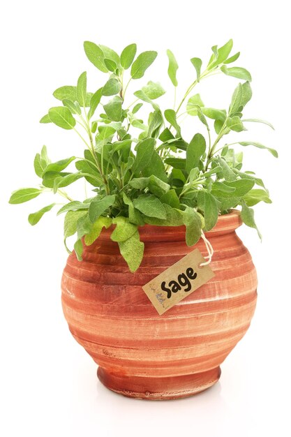 Plante de sauge fraîche dans un pot en argile