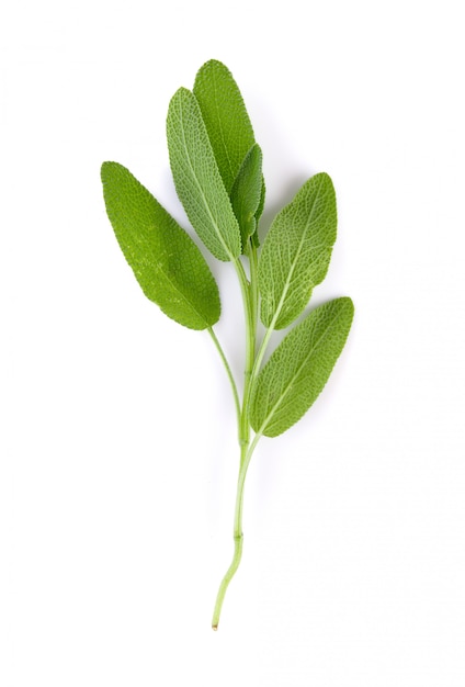 Plante de sauge sur un mur blanc