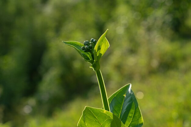 Plante sauvage de couleur verte et tige fragile avec des fruits verts dans son supérieur