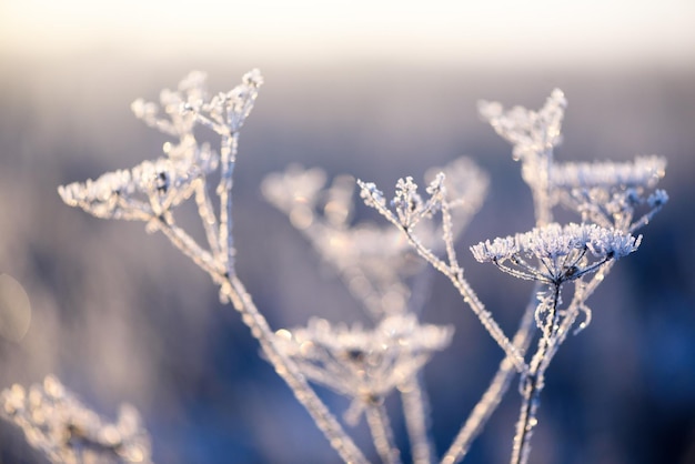 Plante sauvage couverte de neige glacée en hiver